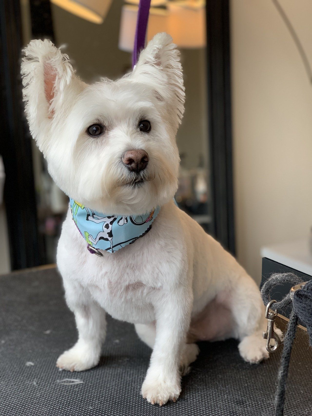 Trimmed Pet — Chicago, IL — Buds N’ Suds