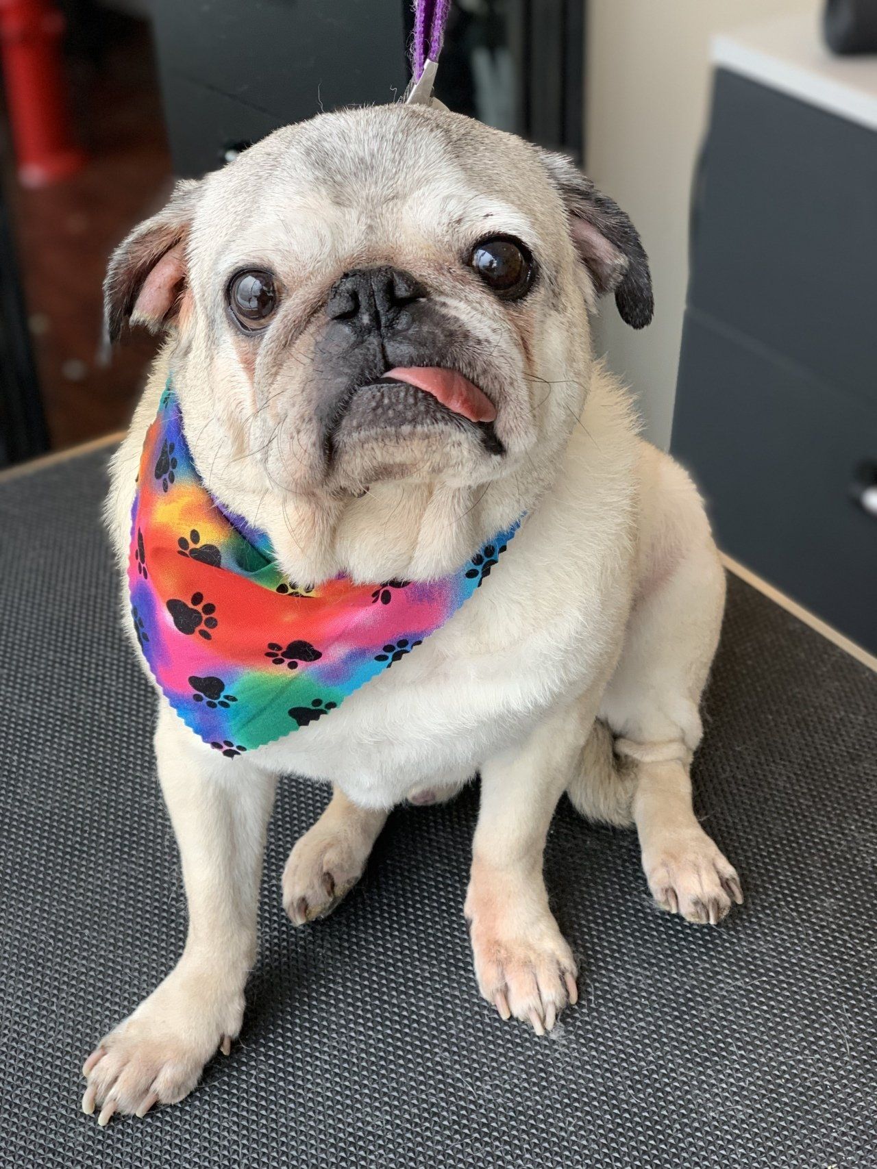 Clean Dog — Chicago, IL — Buds N’ Suds