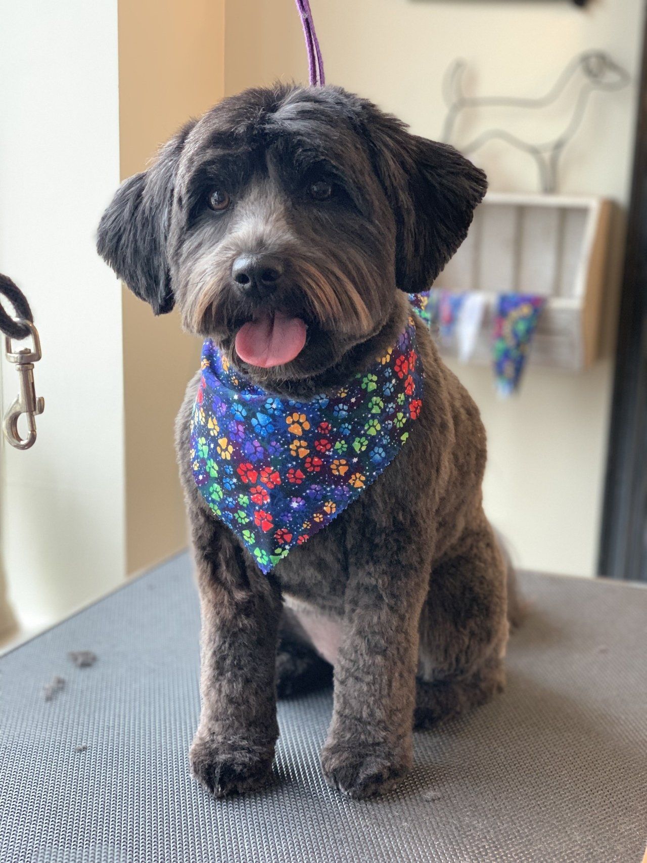 Clean Pet — Chicago, IL — Buds N’ Suds