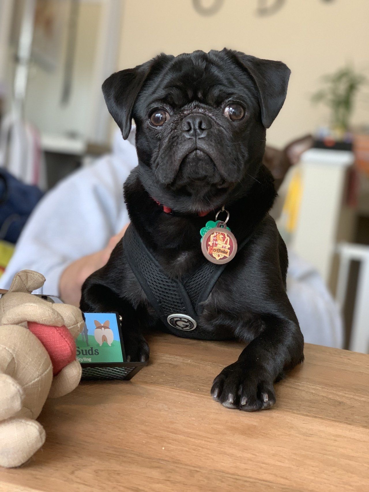 Dog Cleaning — Chicago, IL — Buds N’ Suds