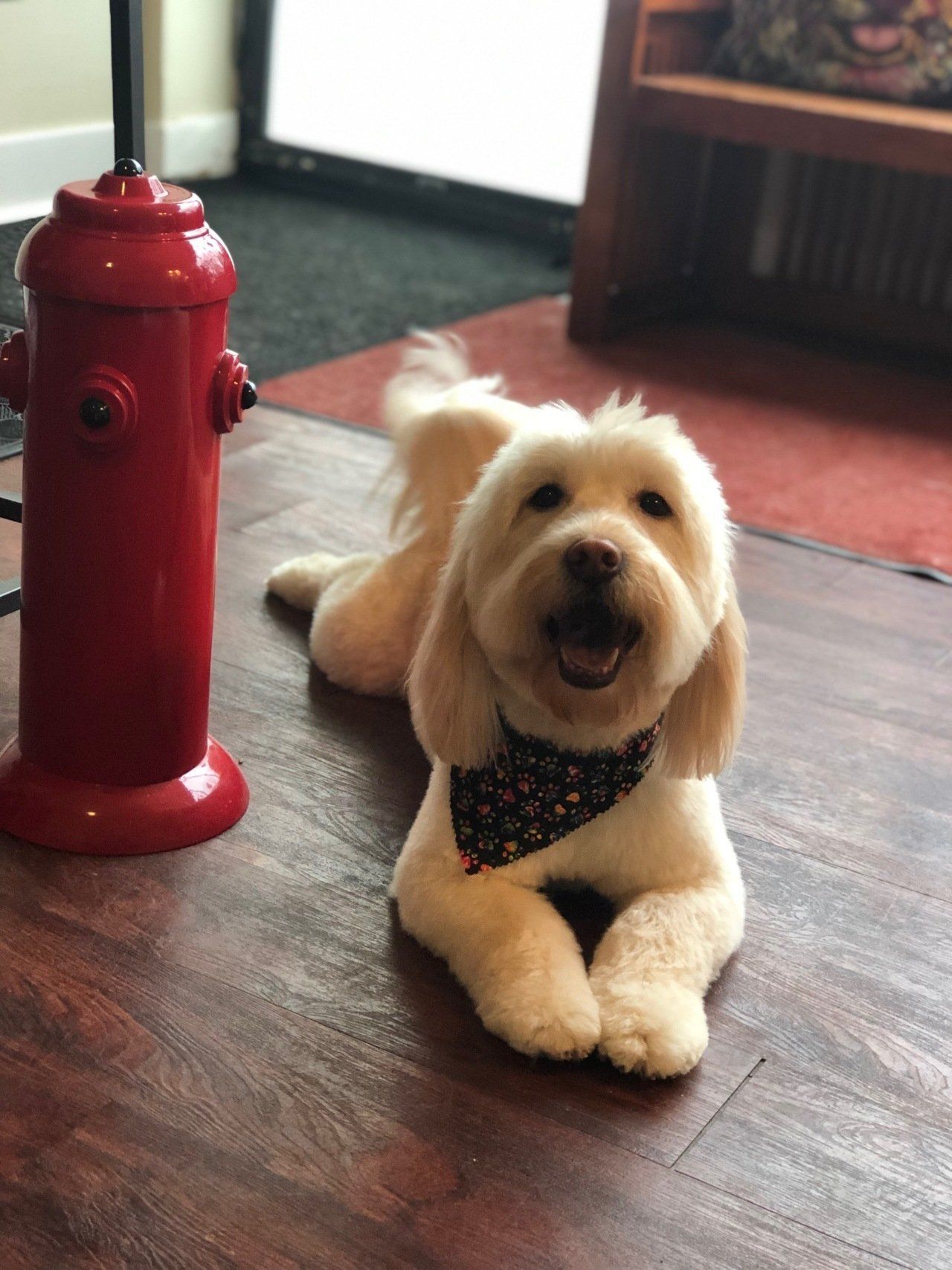 Pet Grooming Service — Chicago, IL — Buds N’ Suds