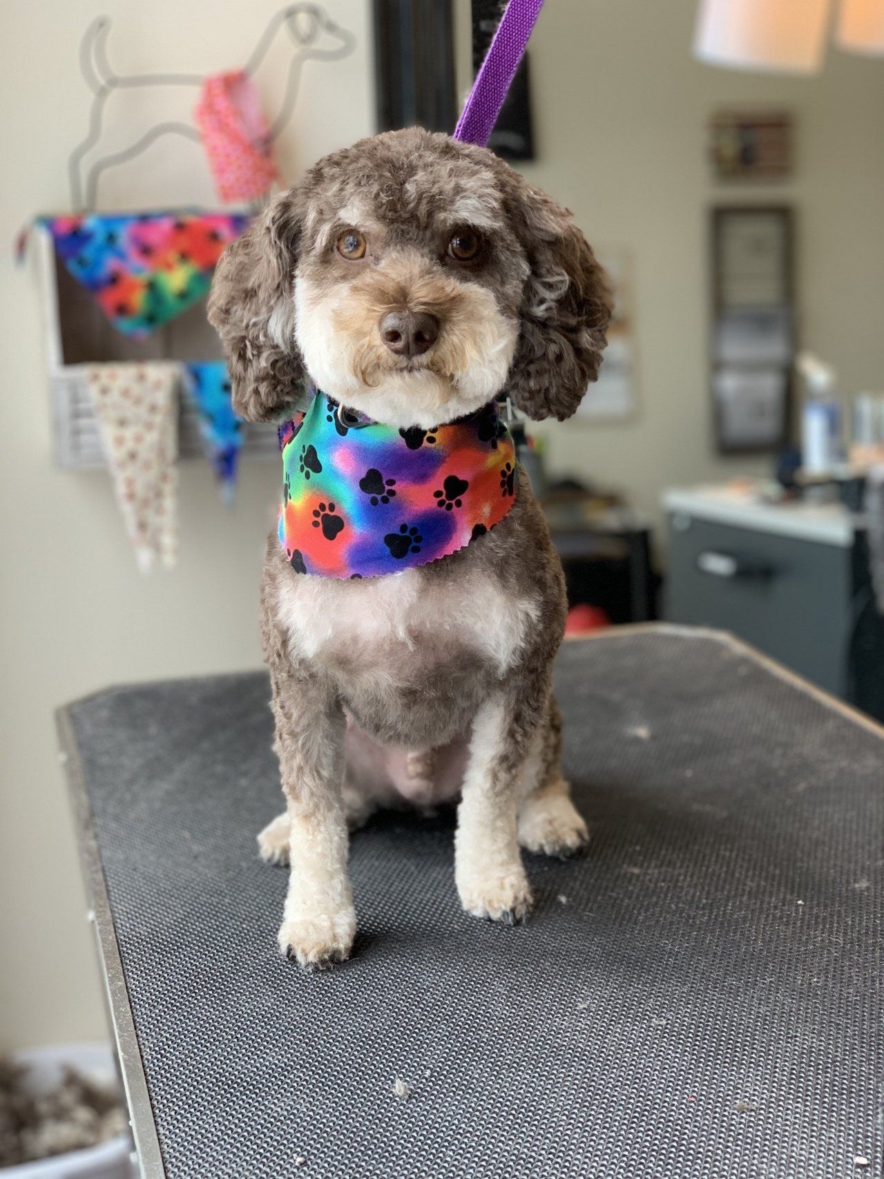 Pet Grooming Services — Chicago, IL — Buds N’ Suds