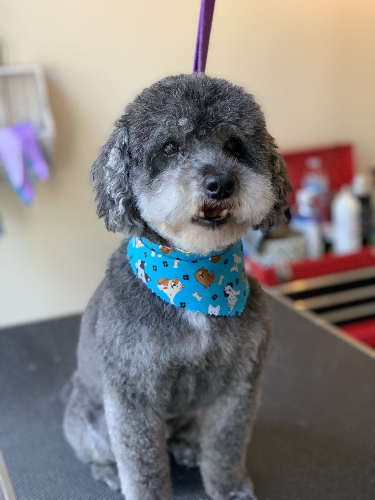 Professional Dog Trimmer — Chicago, IL — Buds N’ Suds