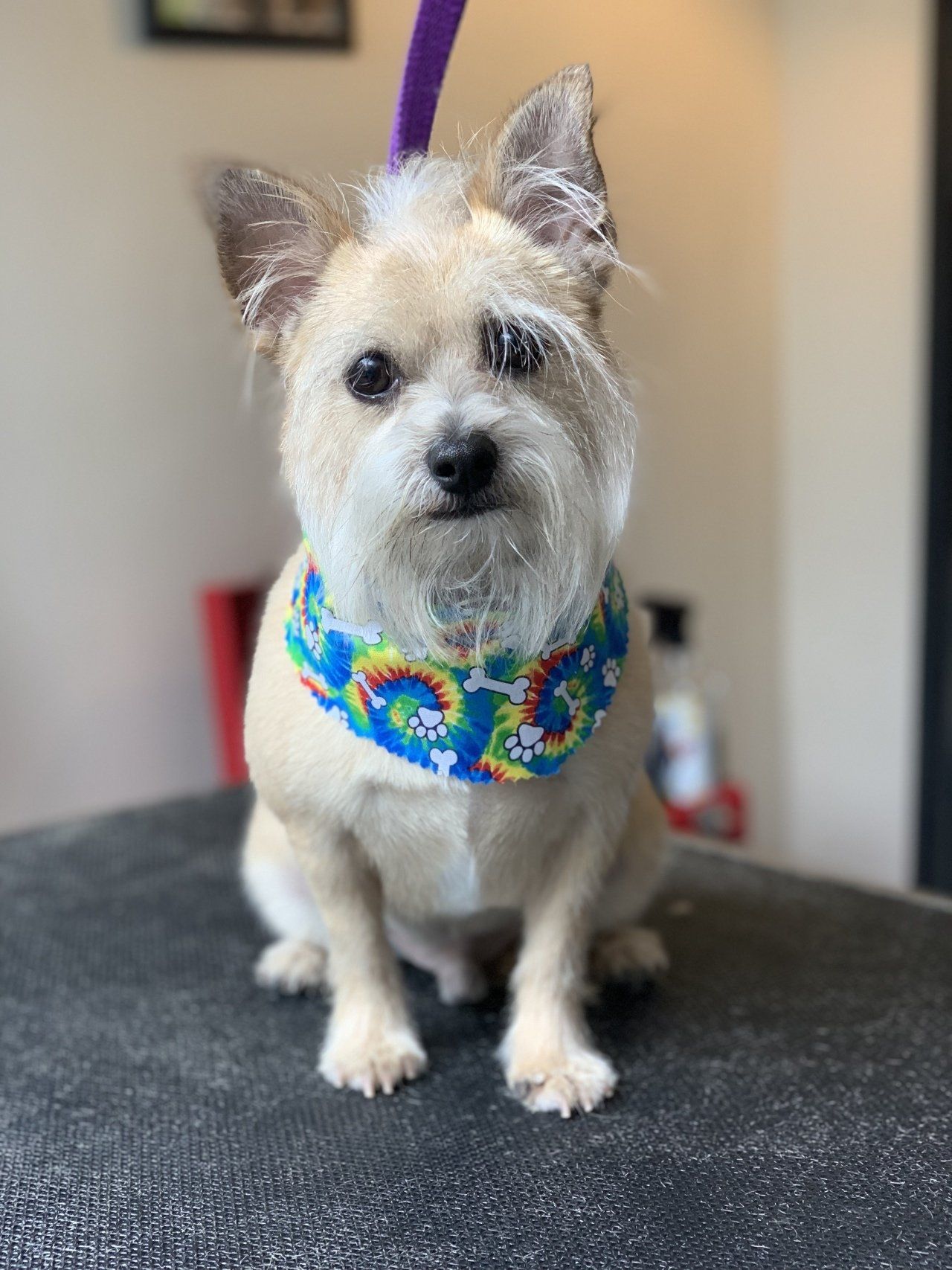 Professional Nail Trimmer — Chicago, IL — Buds N’ Suds