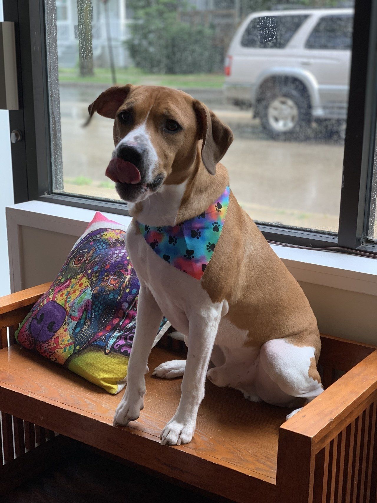 Professional Trimmer — Chicago, IL — Buds N’ Suds