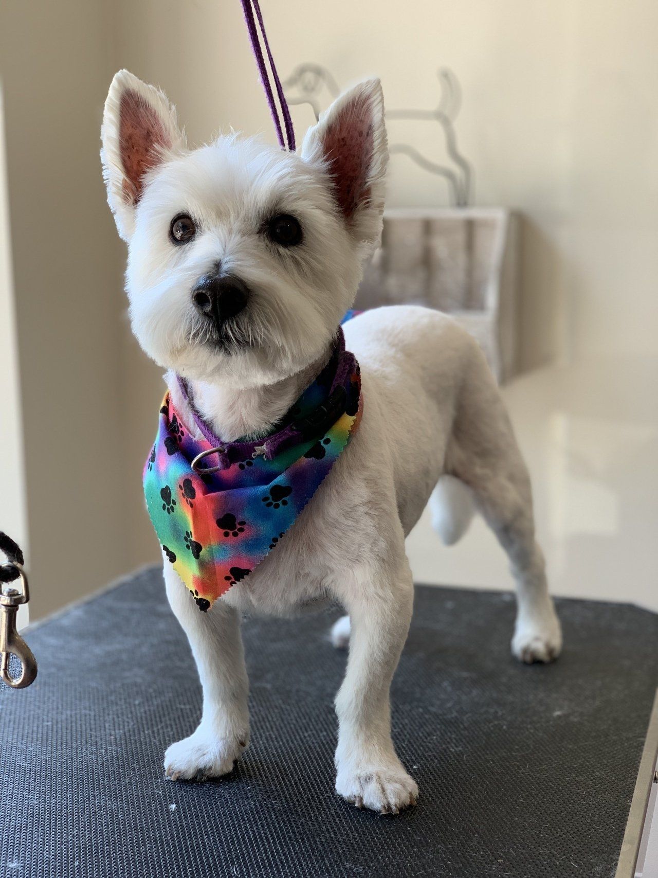Professional Nail Trimming — Chicago, IL — Buds N’ Suds