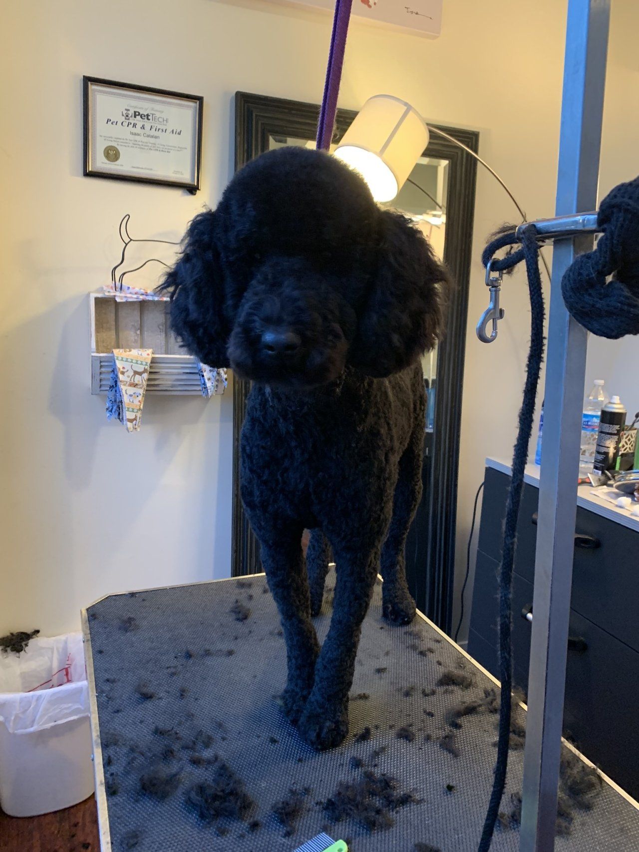 Dog Grooming Services — Chicago, IL — Buds N’ Suds
