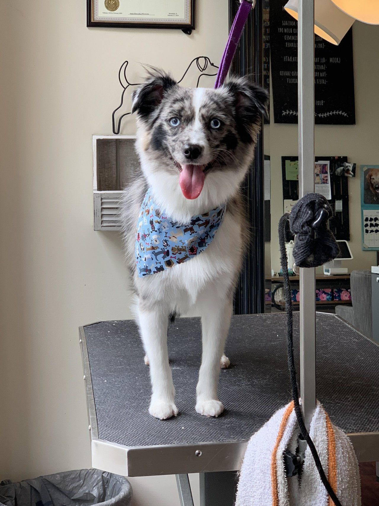 Grooming Service — Chicago, IL — Buds N’ Suds