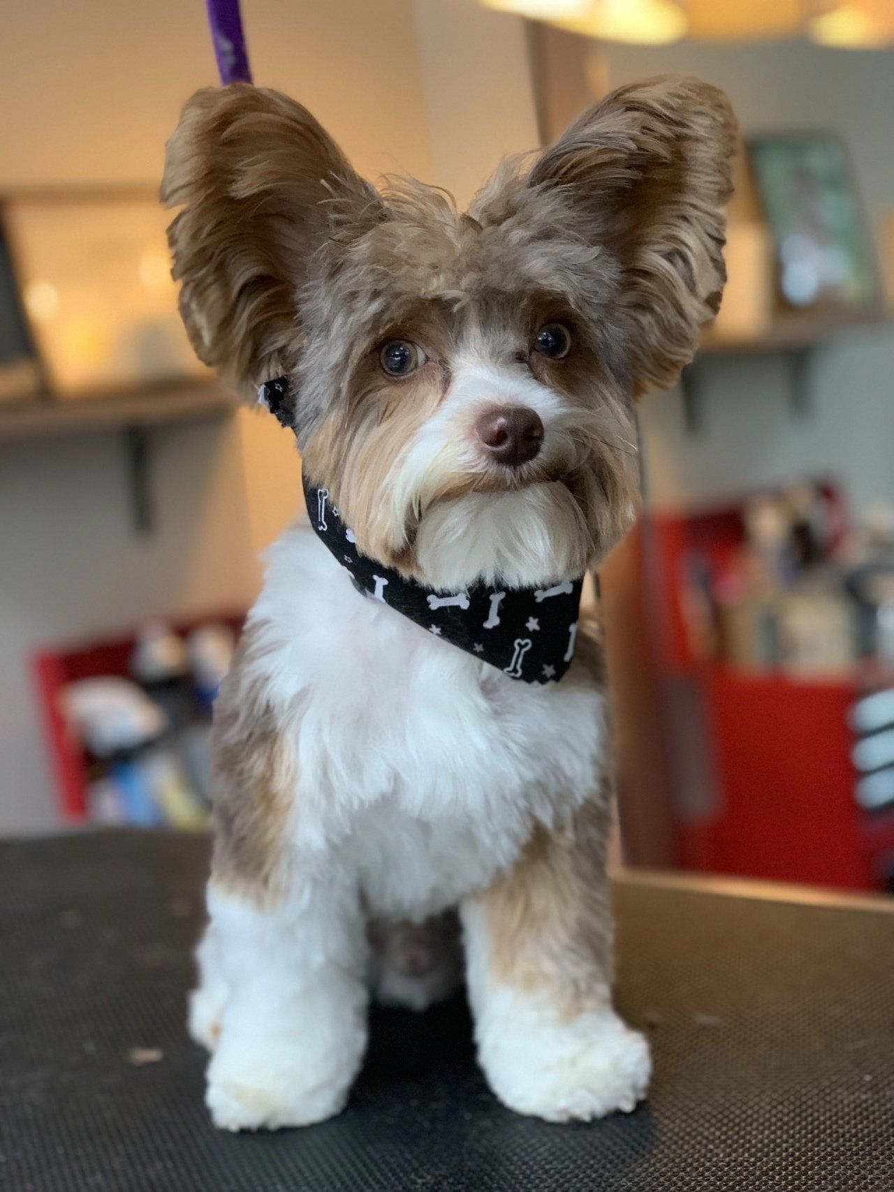 Professional Dog Nail Trimming — Chicago, IL — Buds N’ Suds