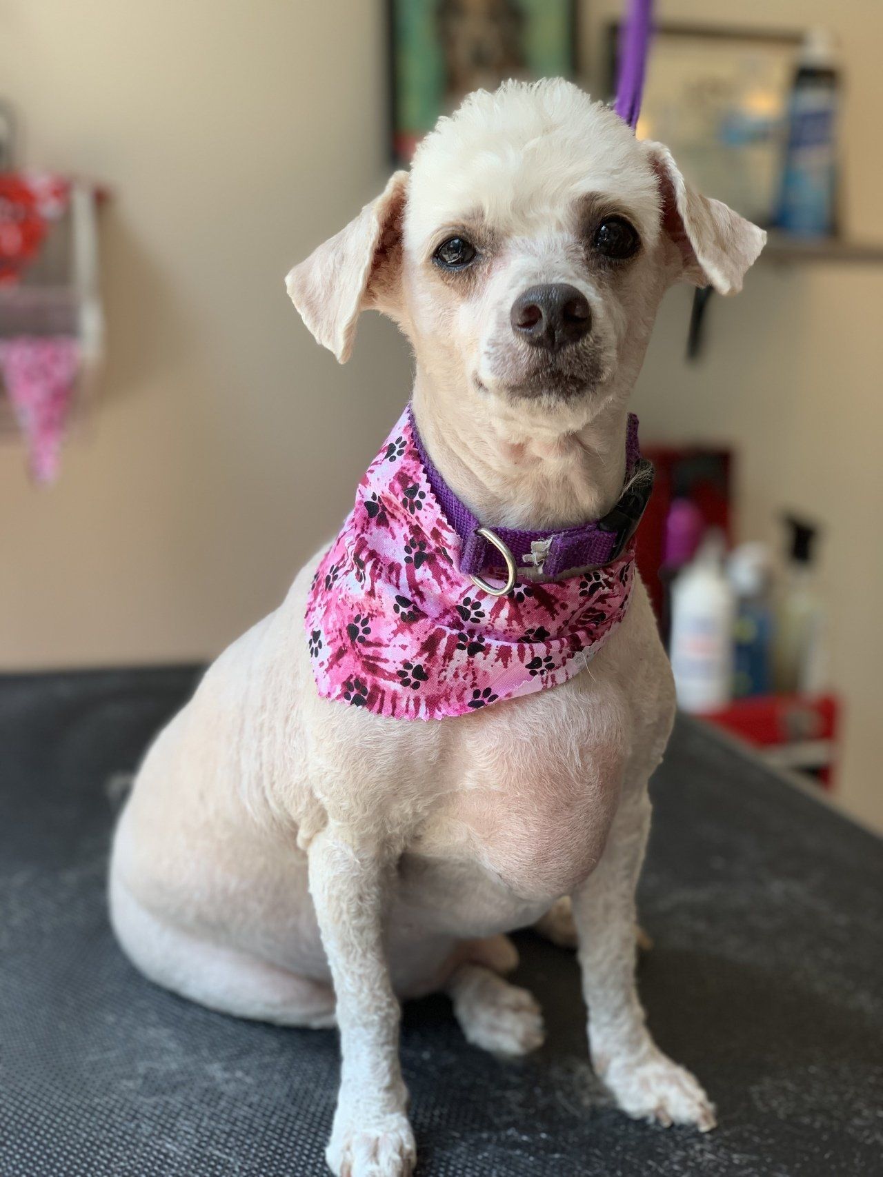 Professional Dog Trimming — Chicago, IL — Buds N’ Suds