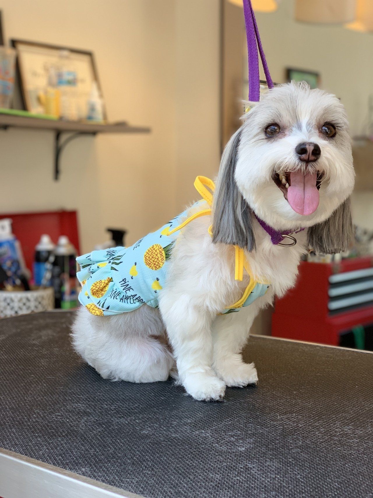 Professional Grooming Services — Chicago, IL — Buds N’ Suds