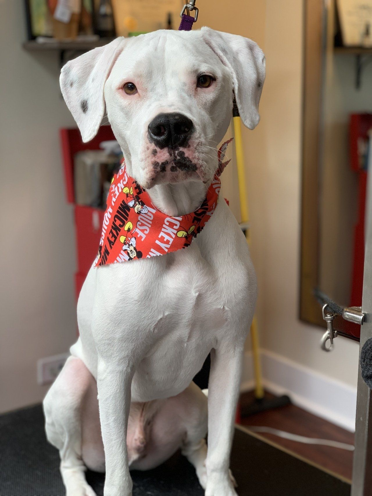 Professional Pet Cleaning — Chicago, IL — Buds N’ Suds