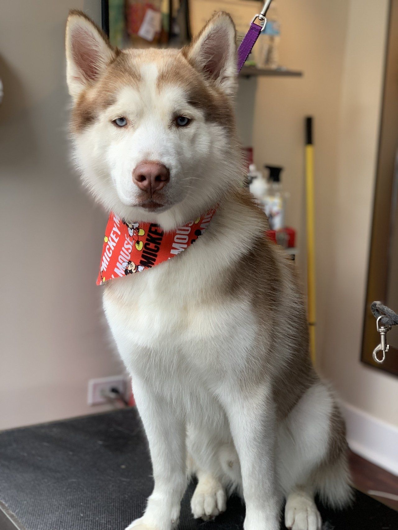 Professional Dog Cleaning — Chicago, IL — Buds N’ Suds