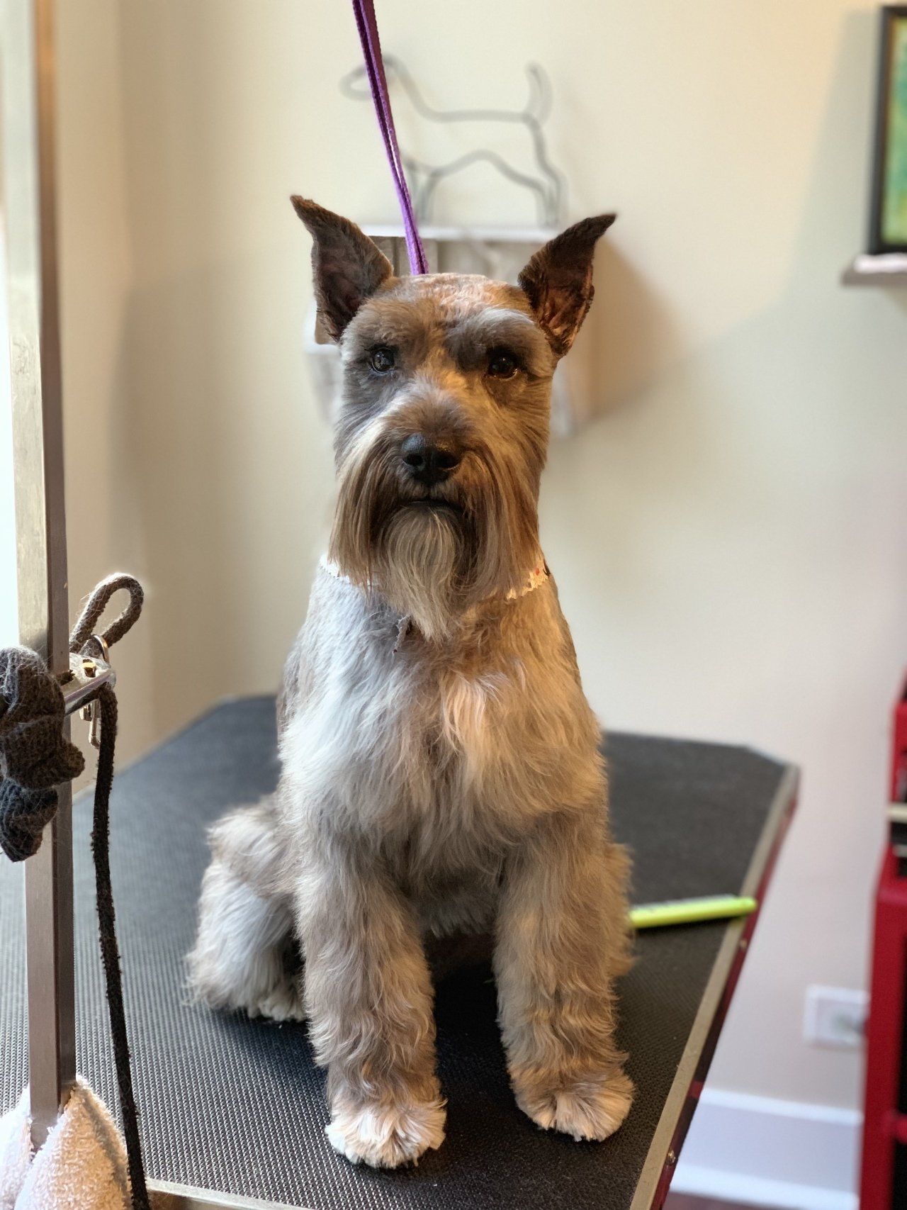 Professional Grooming Service — Chicago, IL — Buds N’ Suds