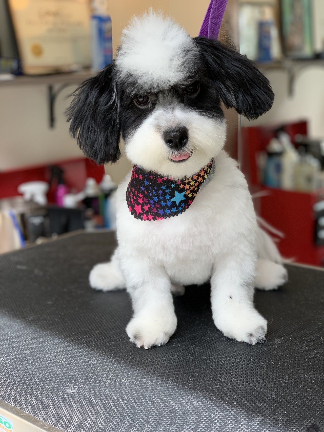 Pet Nail Trimming — Chicago, IL — Buds N’ Suds