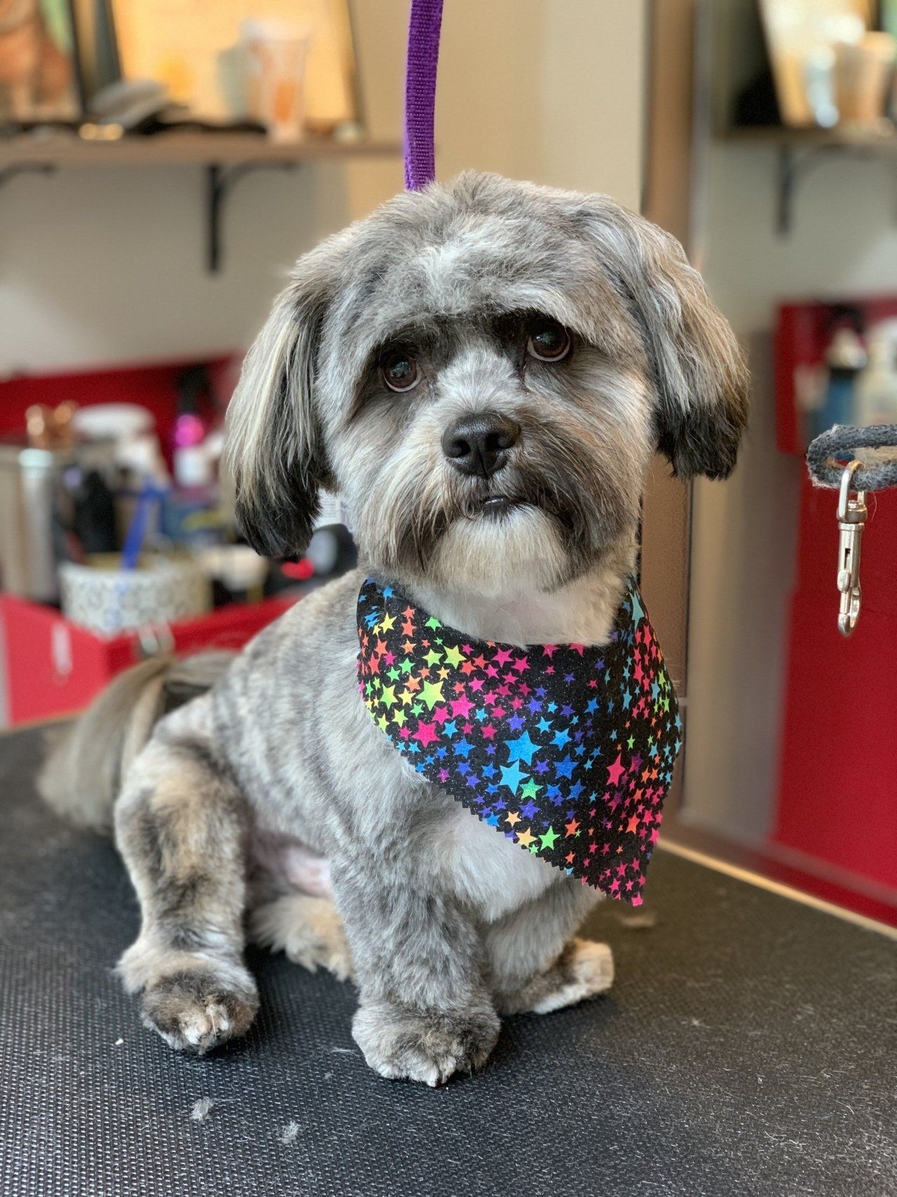 Dog Nail Trimming — Chicago, IL — Buds N’ Suds