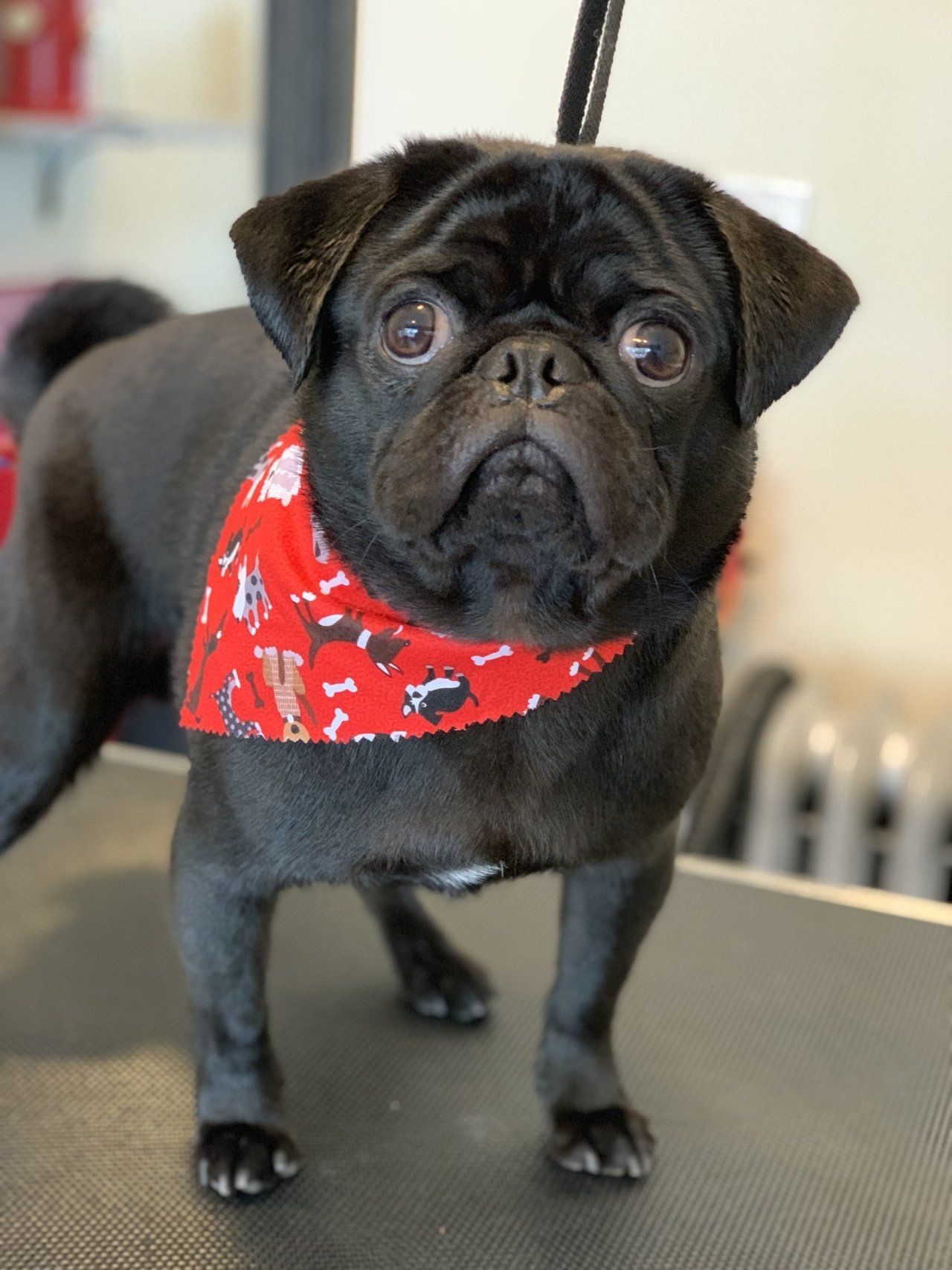 Dog Trim — Chicago, IL — Buds N’ Suds