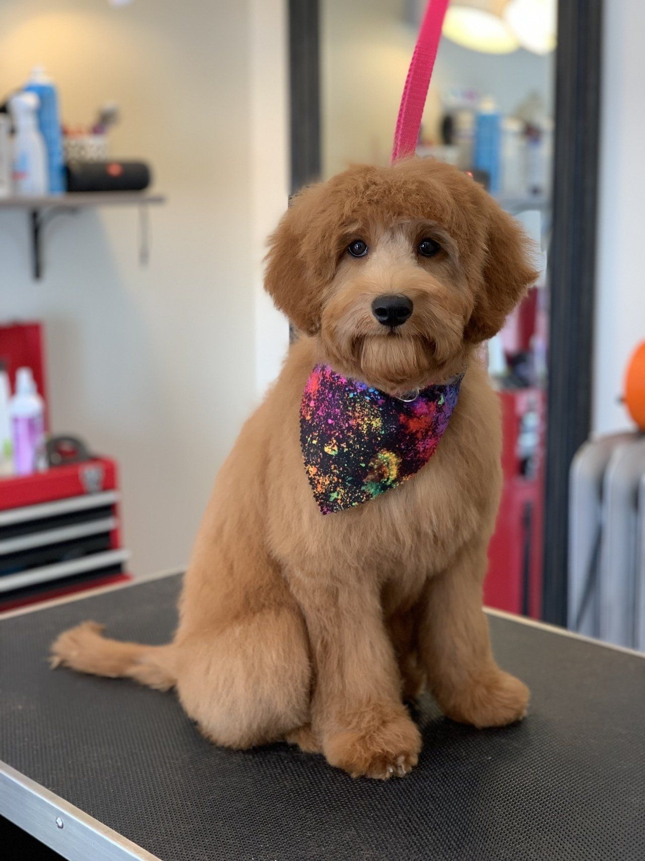 Groomer — Chicago, IL — Buds N’ Suds