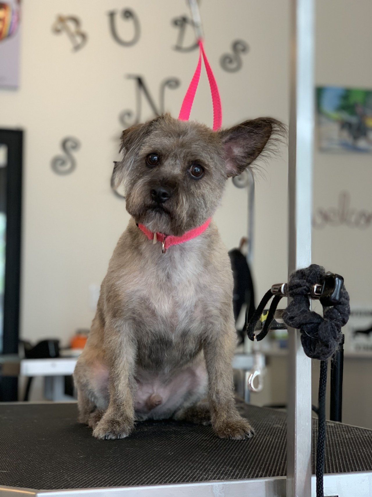 Salon for Dog — Chicago, IL — Buds N’ Suds
