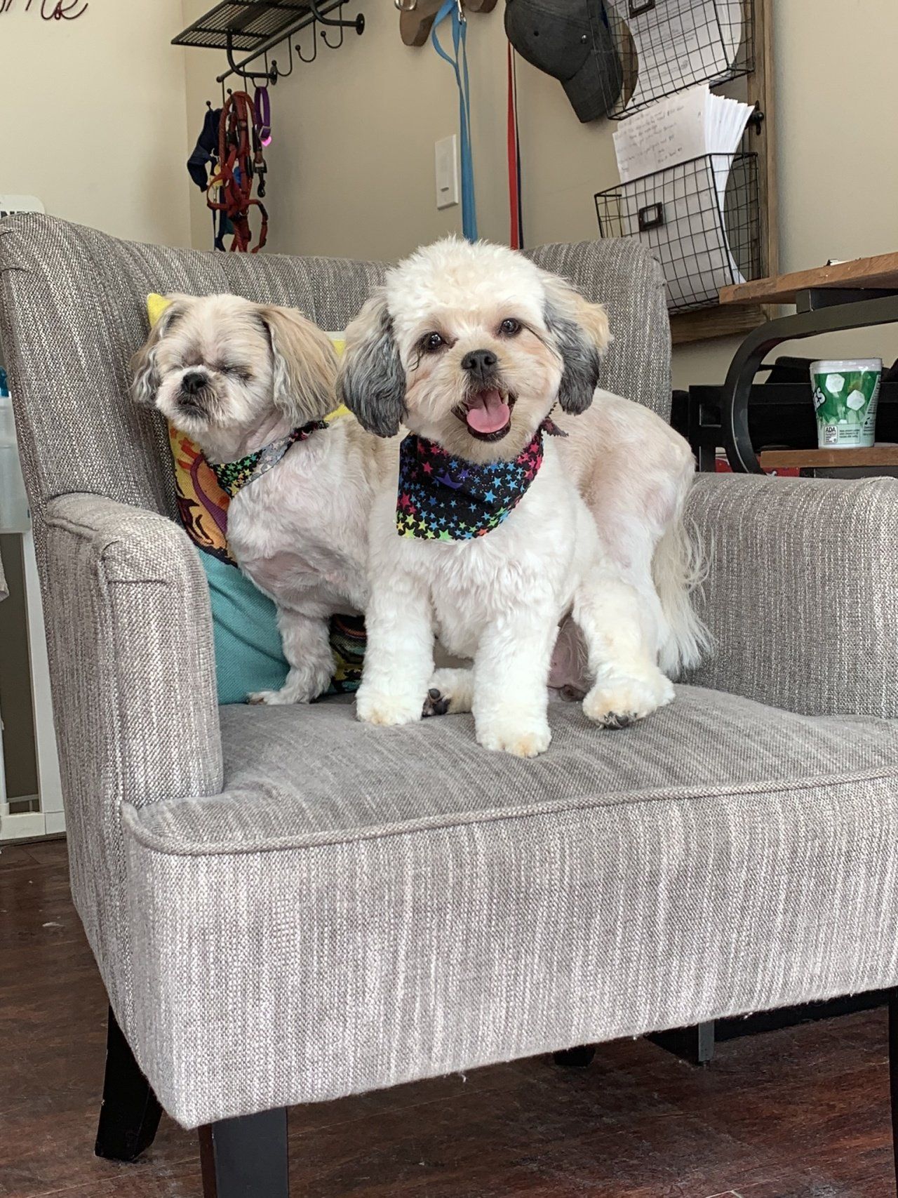 Dogs Salon — Chicago, IL — Buds N’ Suds