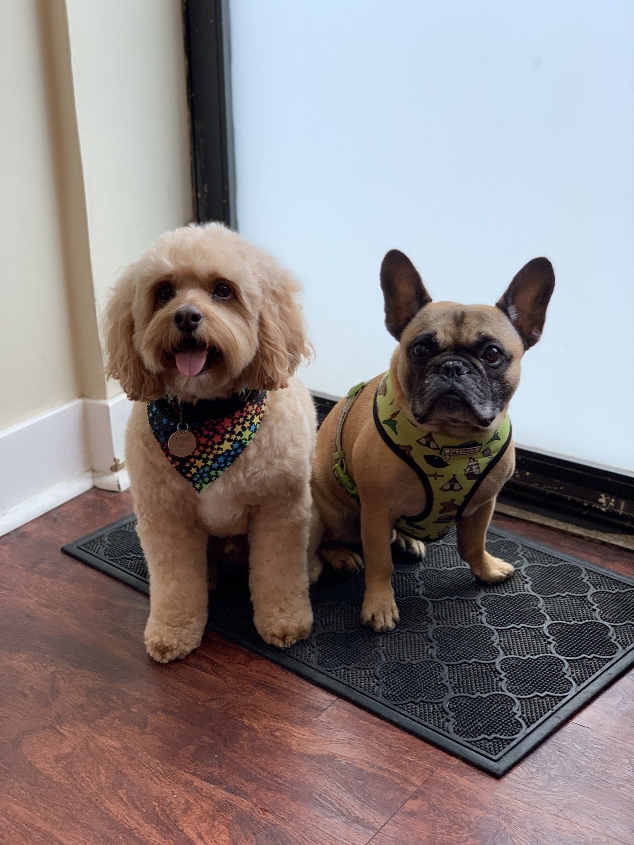 Salon for Dogs — Chicago, IL — Buds N’ Suds