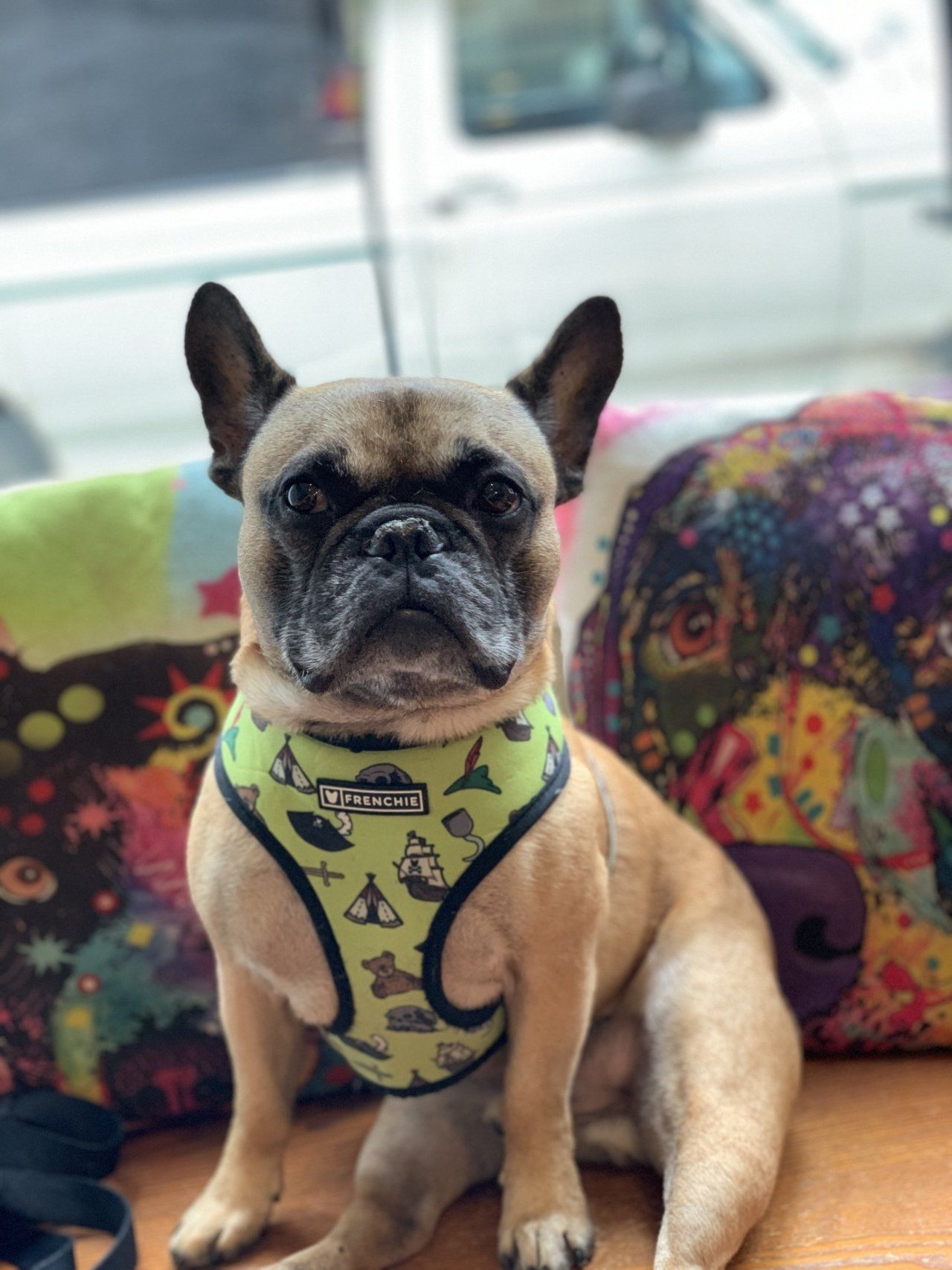 Dog Salon — Chicago, IL — Buds N’ Suds