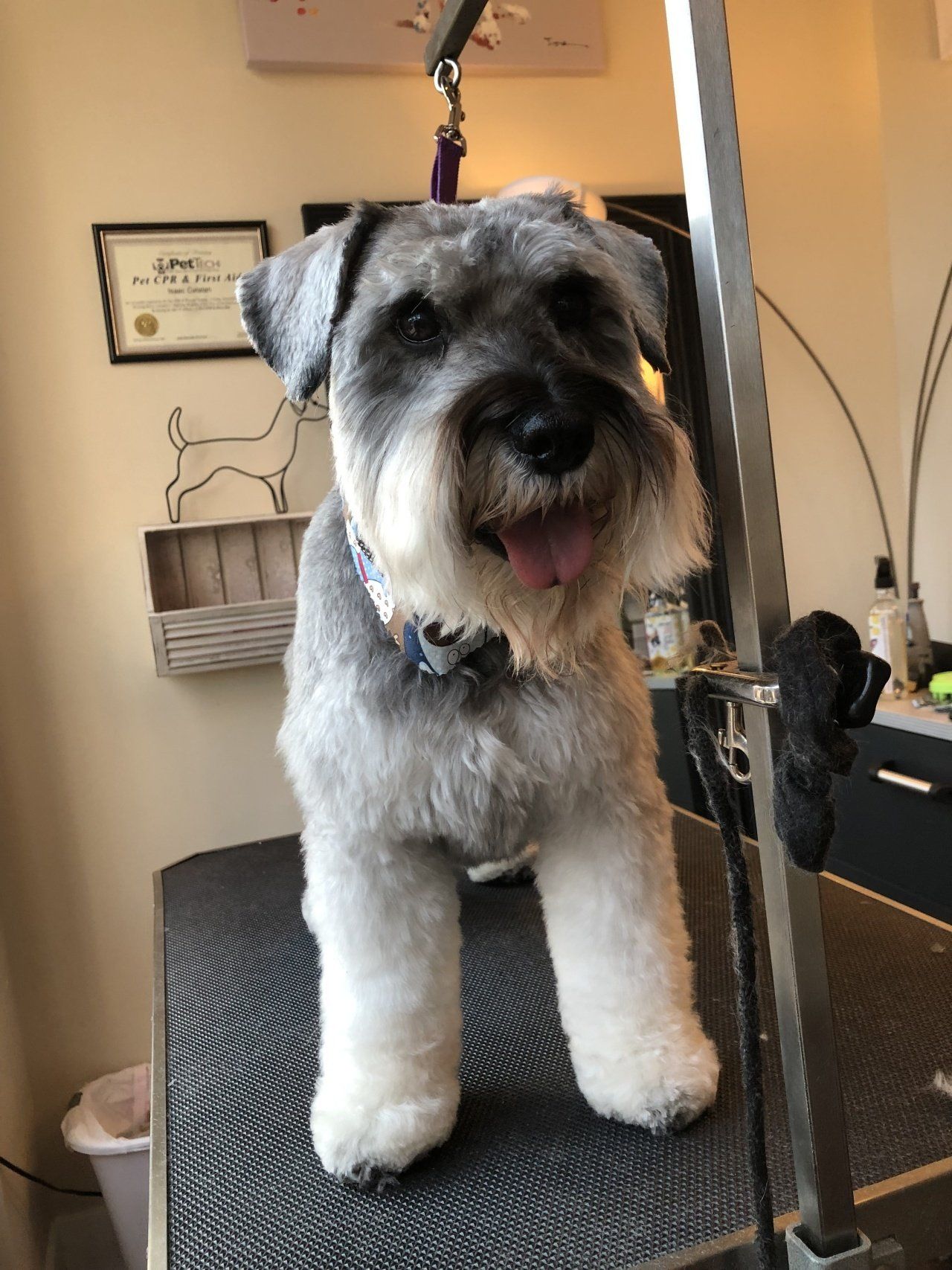 Dog — Chicago, IL — Buds N’ Suds