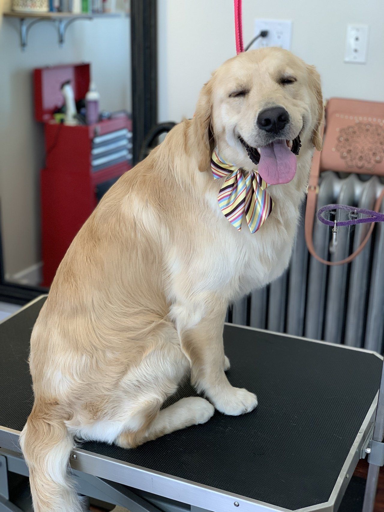 Dog Hairstyle — Chicago, IL — Buds N’ Suds