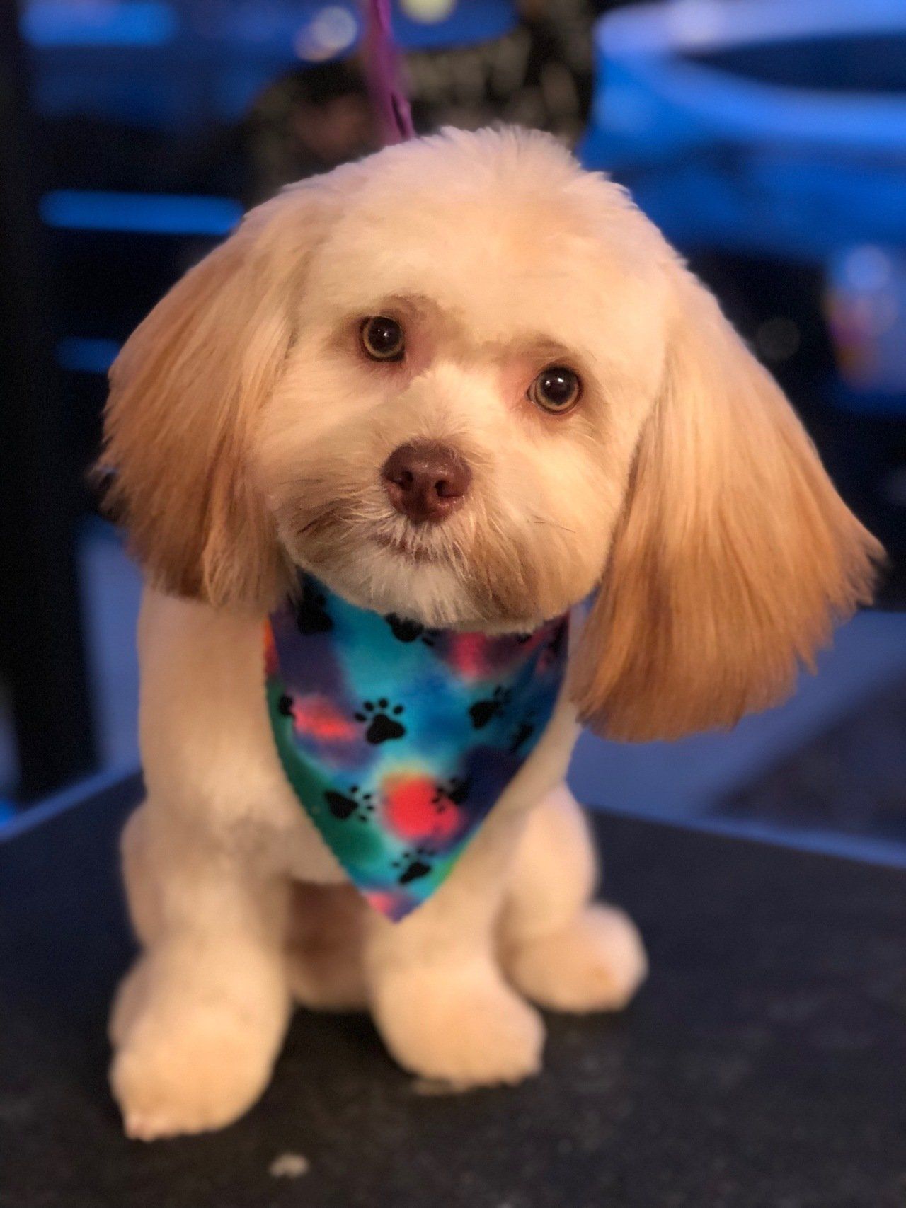 Dog Hairstyles — Chicago, IL — Buds N’ Suds
