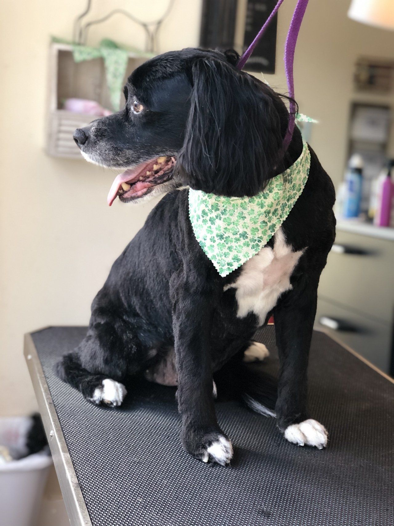 Pet Cleaning — Chicago, IL — Buds N’ Suds