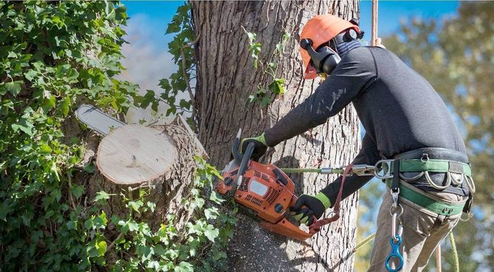 a man is cutting a tree with a chainsaw .