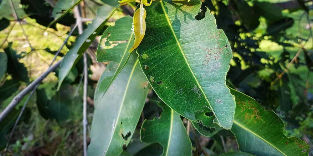 Common Tree Diseases and Pests