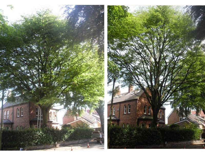 a before and after picture of a tree in front of a brick building