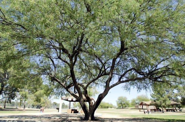 a pink building with a tree in front of it