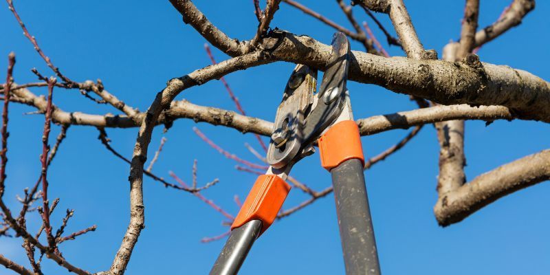 Hazardous Tree Pruning Service in Vista