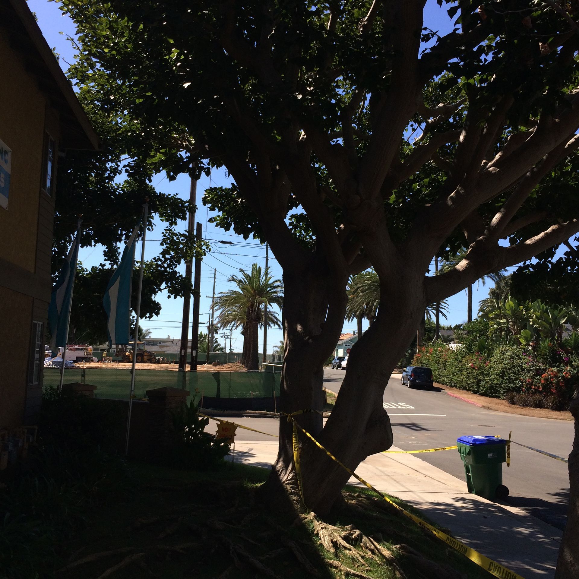 A tree in the middle of a street with a yellow tape around it