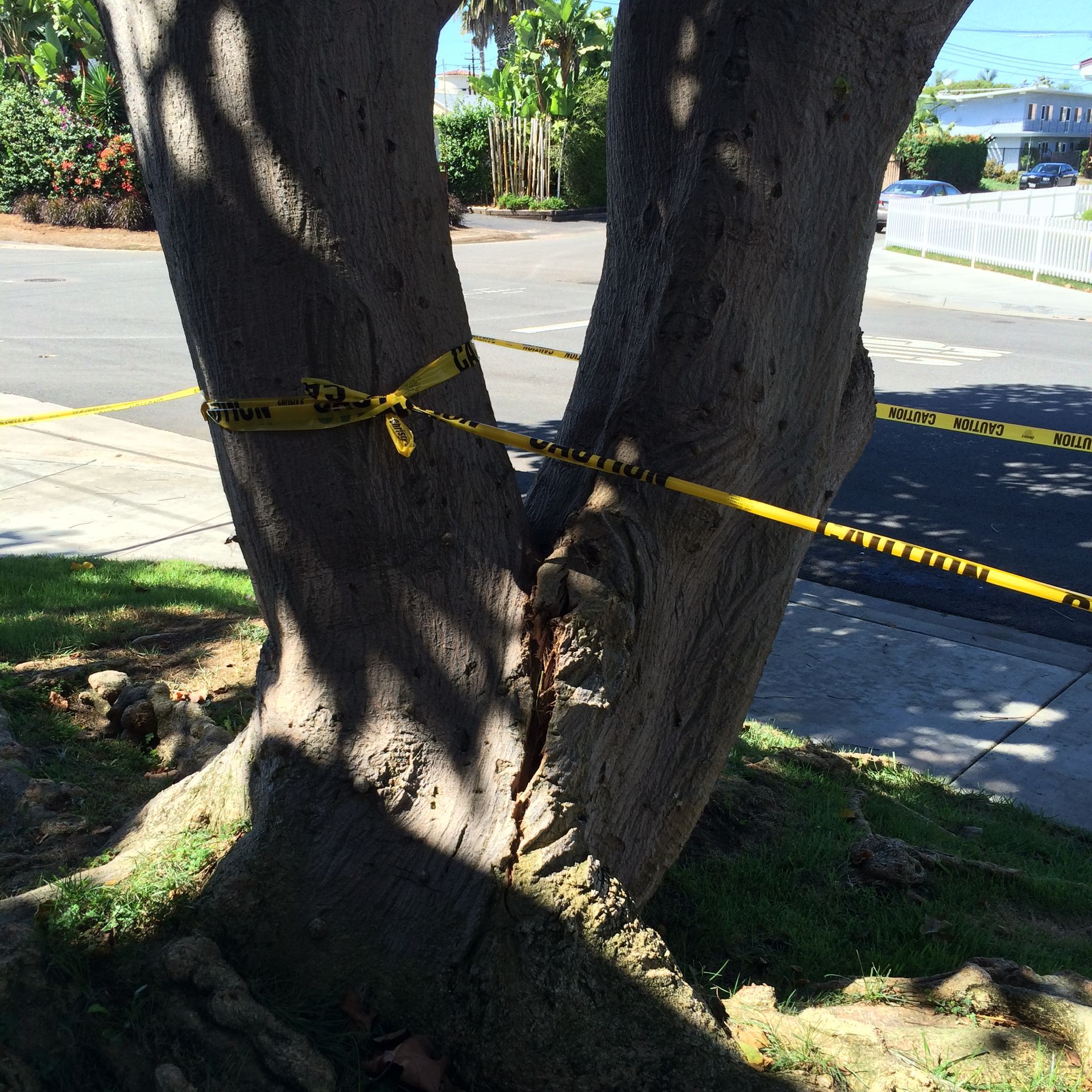 A tree with a yellow tape around it that says caution