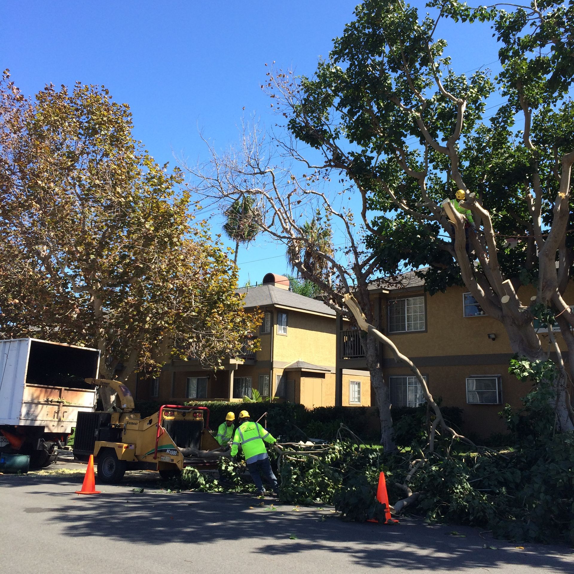 A tree is being cut down in front of a house