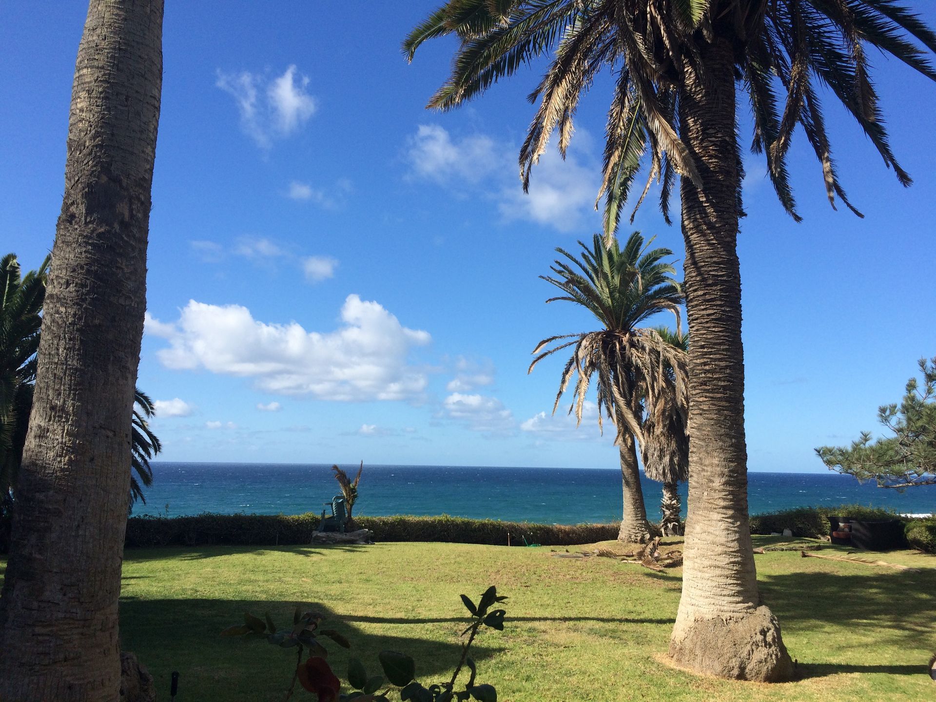 A lawn with palm trees and a view of the ocean