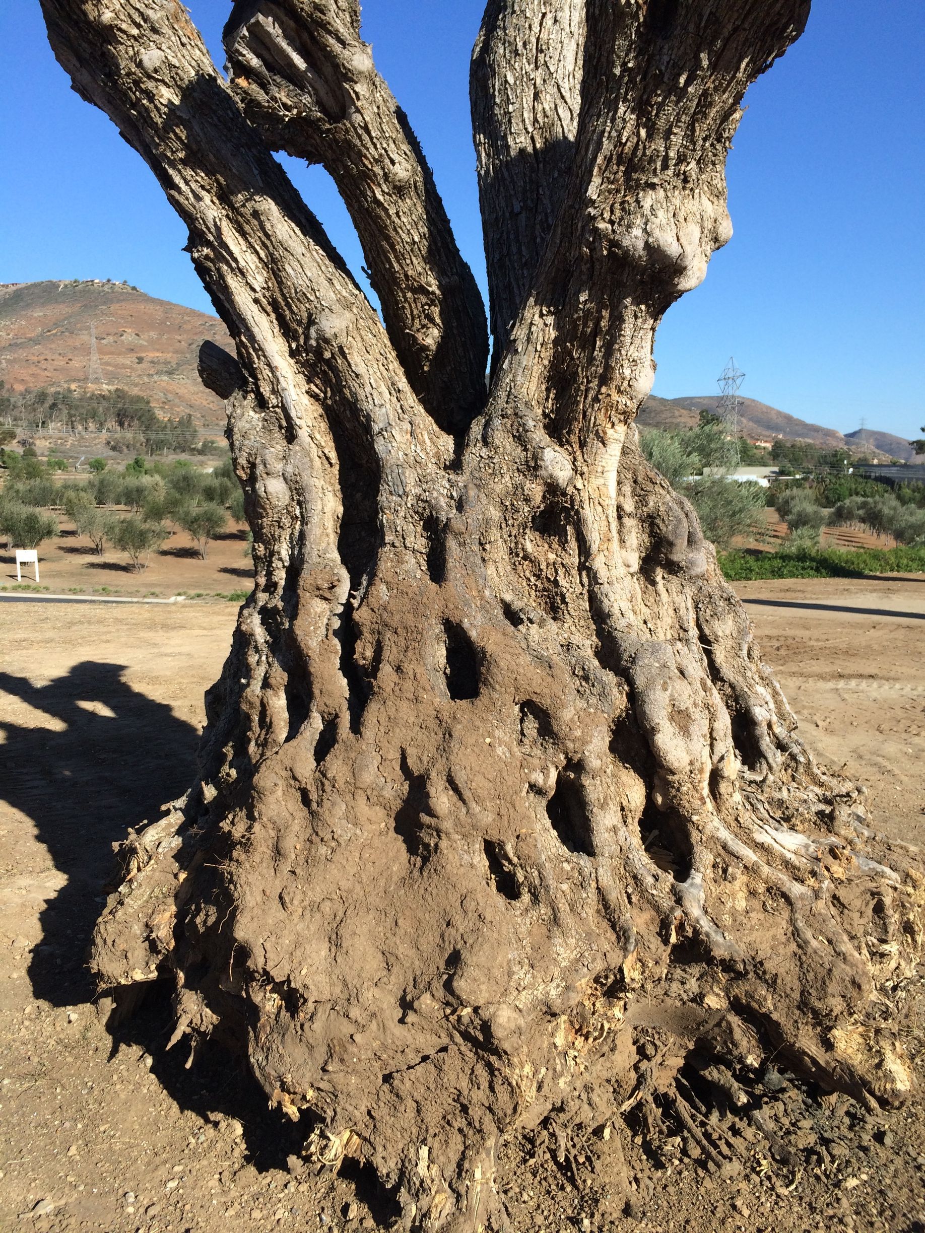 A tree with a lot of branches and roots
