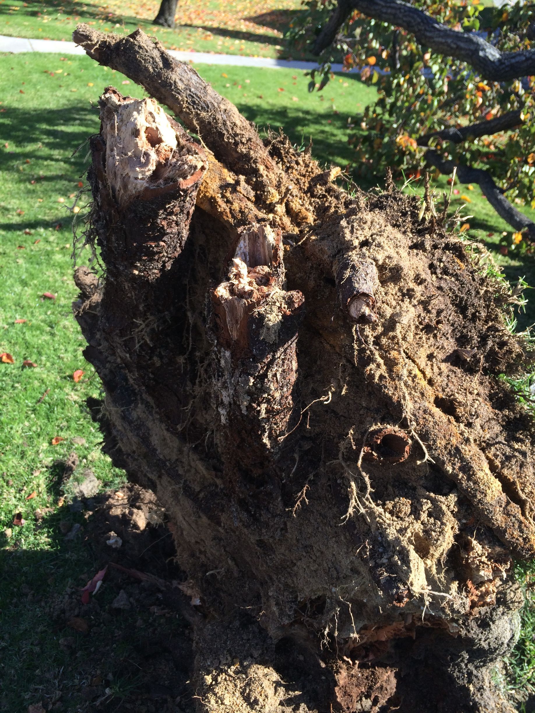 A large tree stump is laying on the grass in a park.