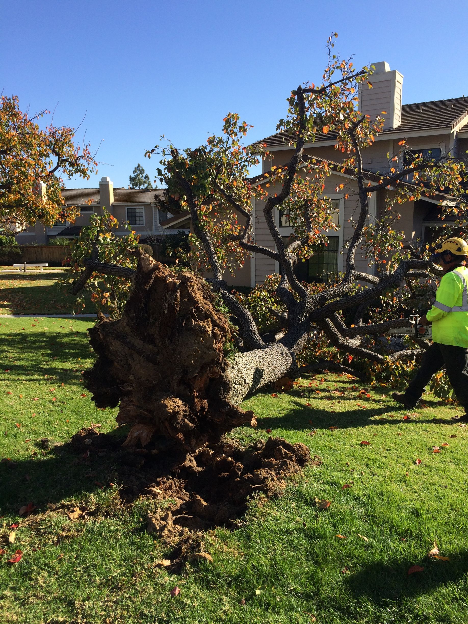 A person is standing next to a fallen tree in a park.