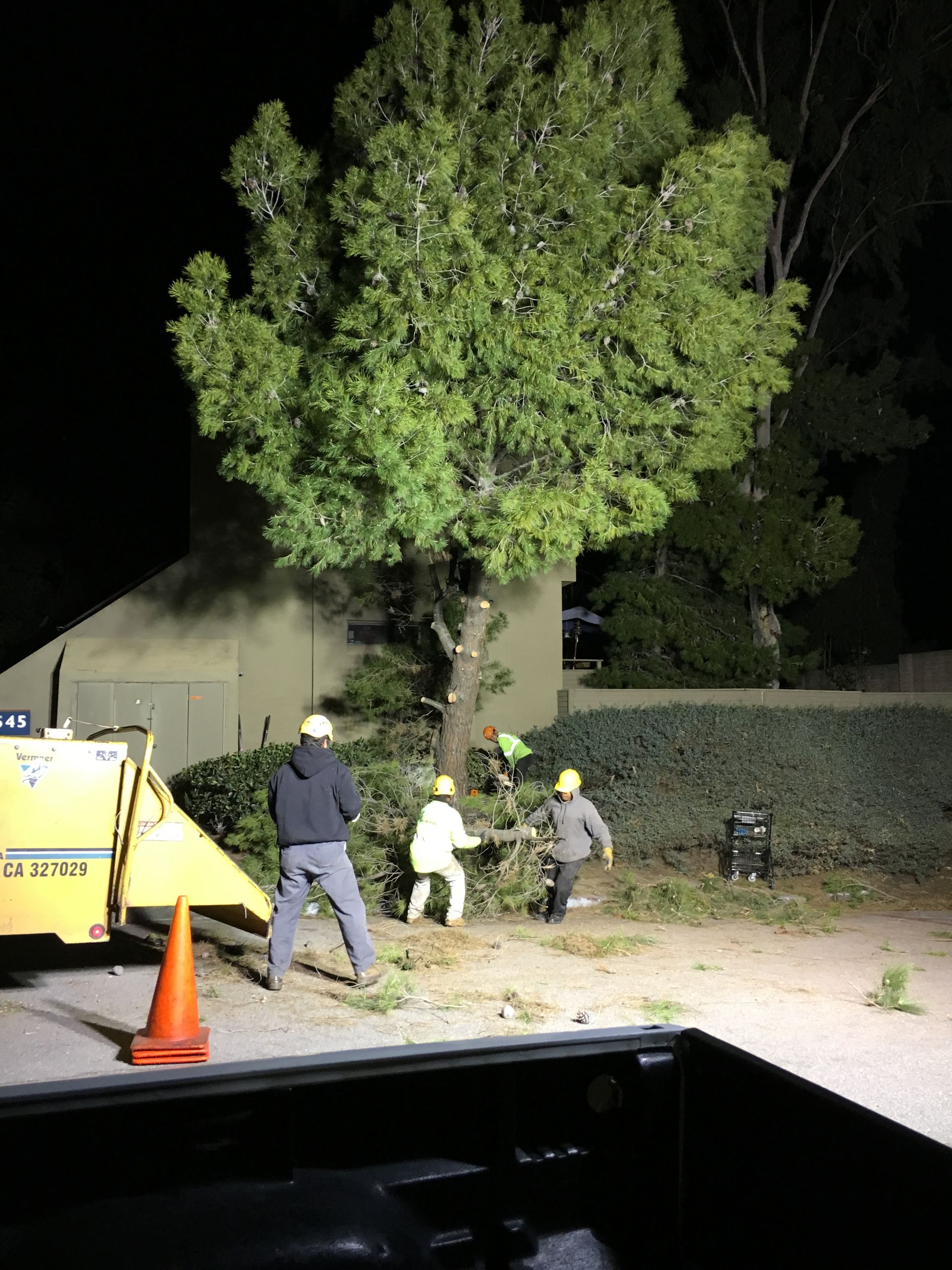 A group of people are working on a tree at night