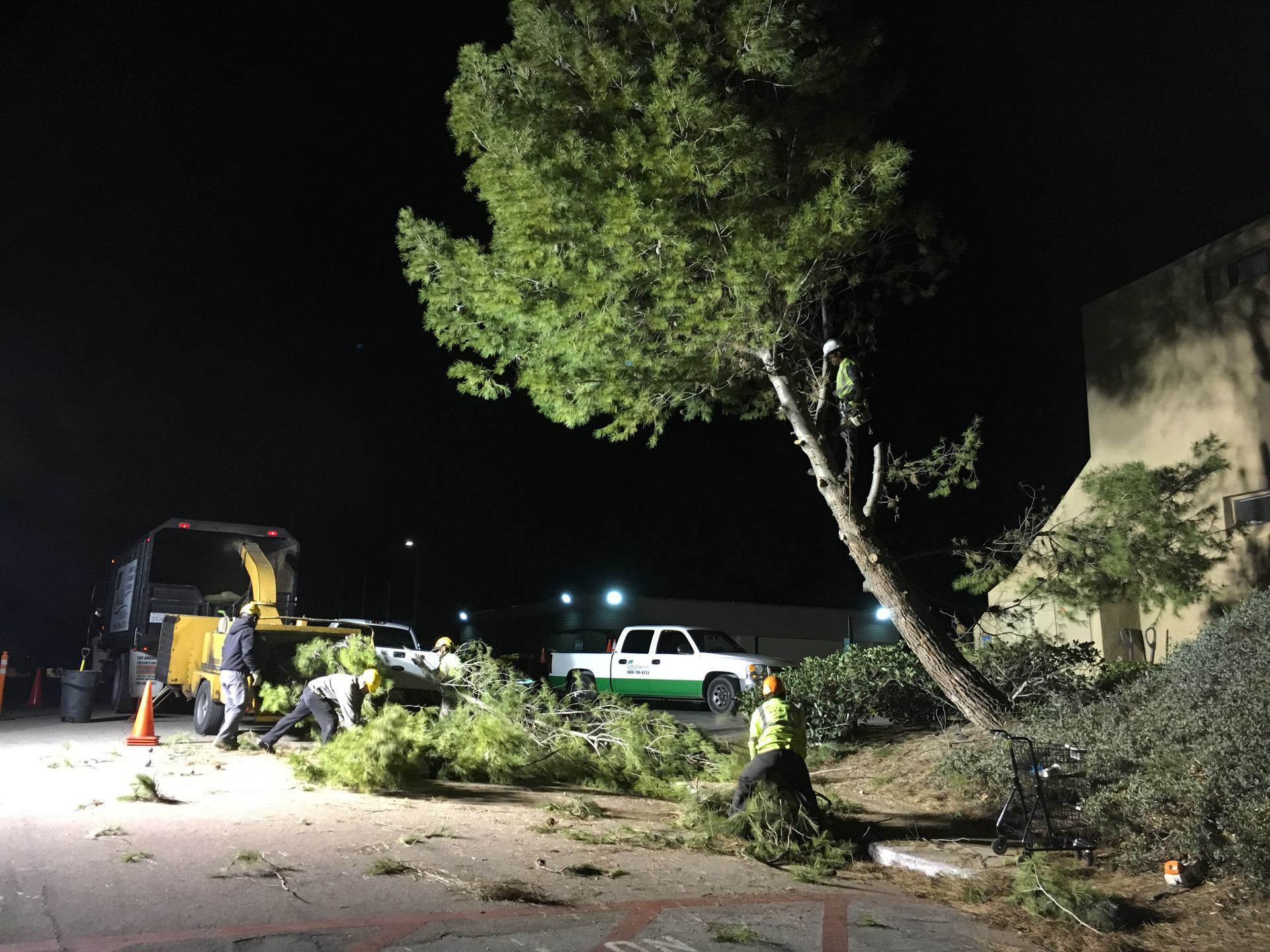 A group of people are working on a tree at night.