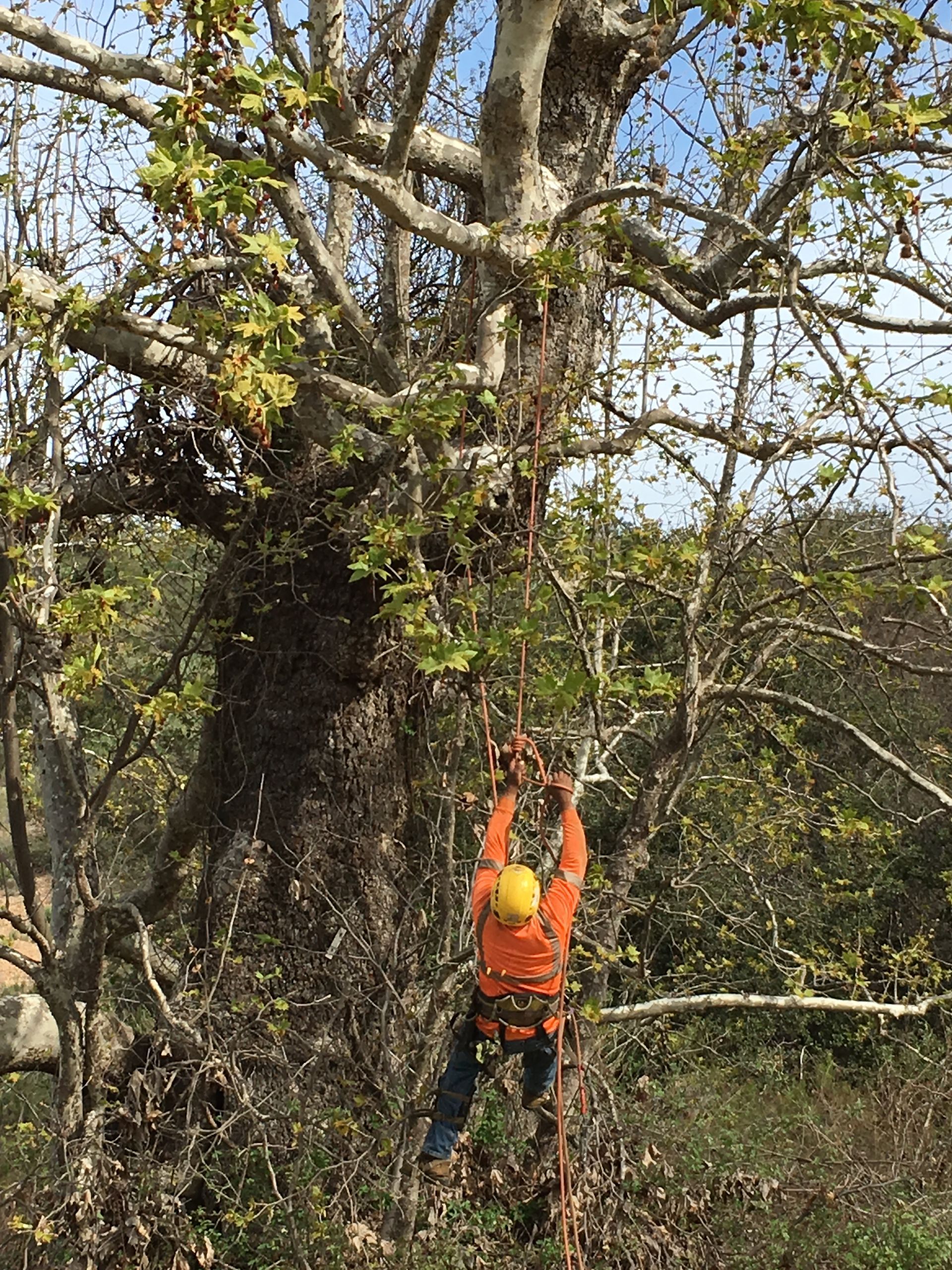 A man is climbing up a tree with a chainsaw.
