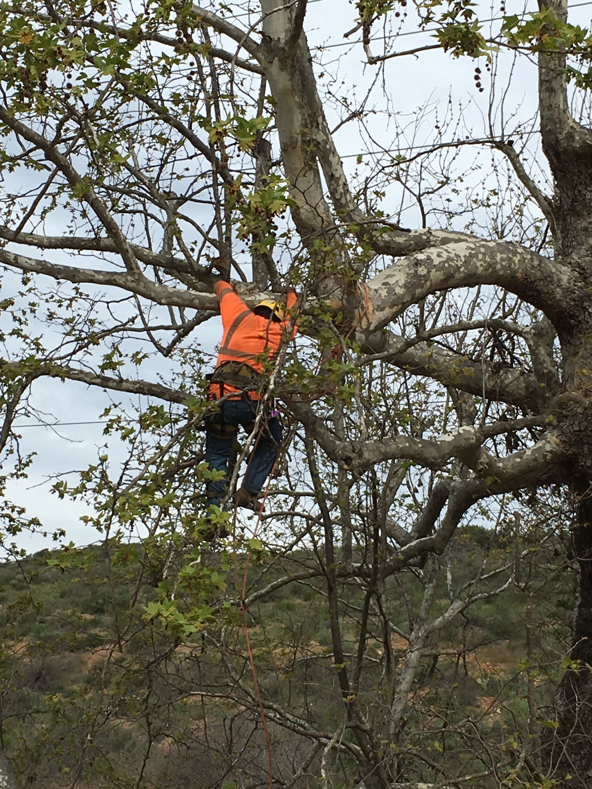 A man is climbing a tree with a chainsaw.