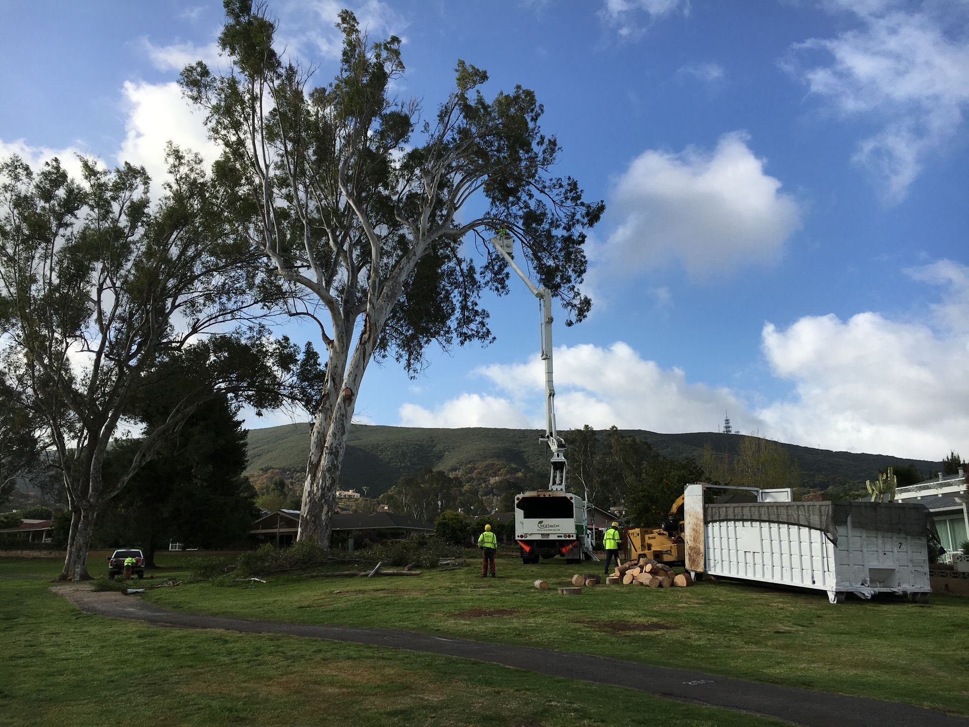 A tree is being cut down by a crane in a park