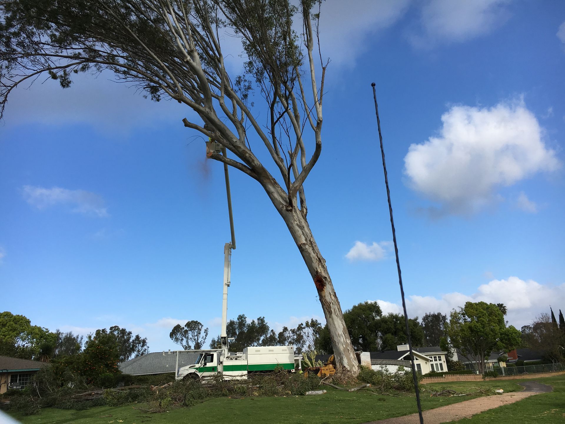 A large tree is being cut down by a crane.