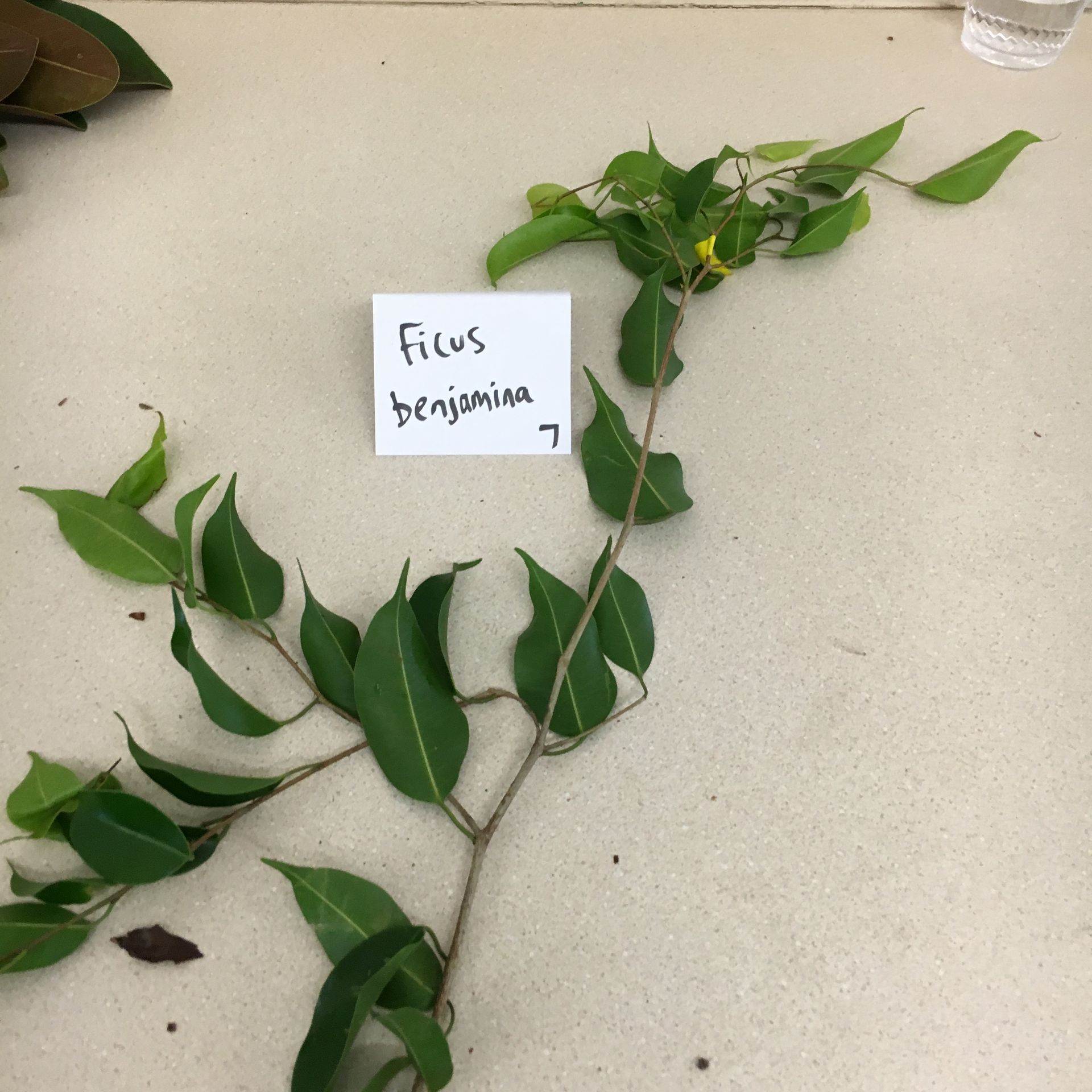 A plant with a sign that says filus benjamina on it