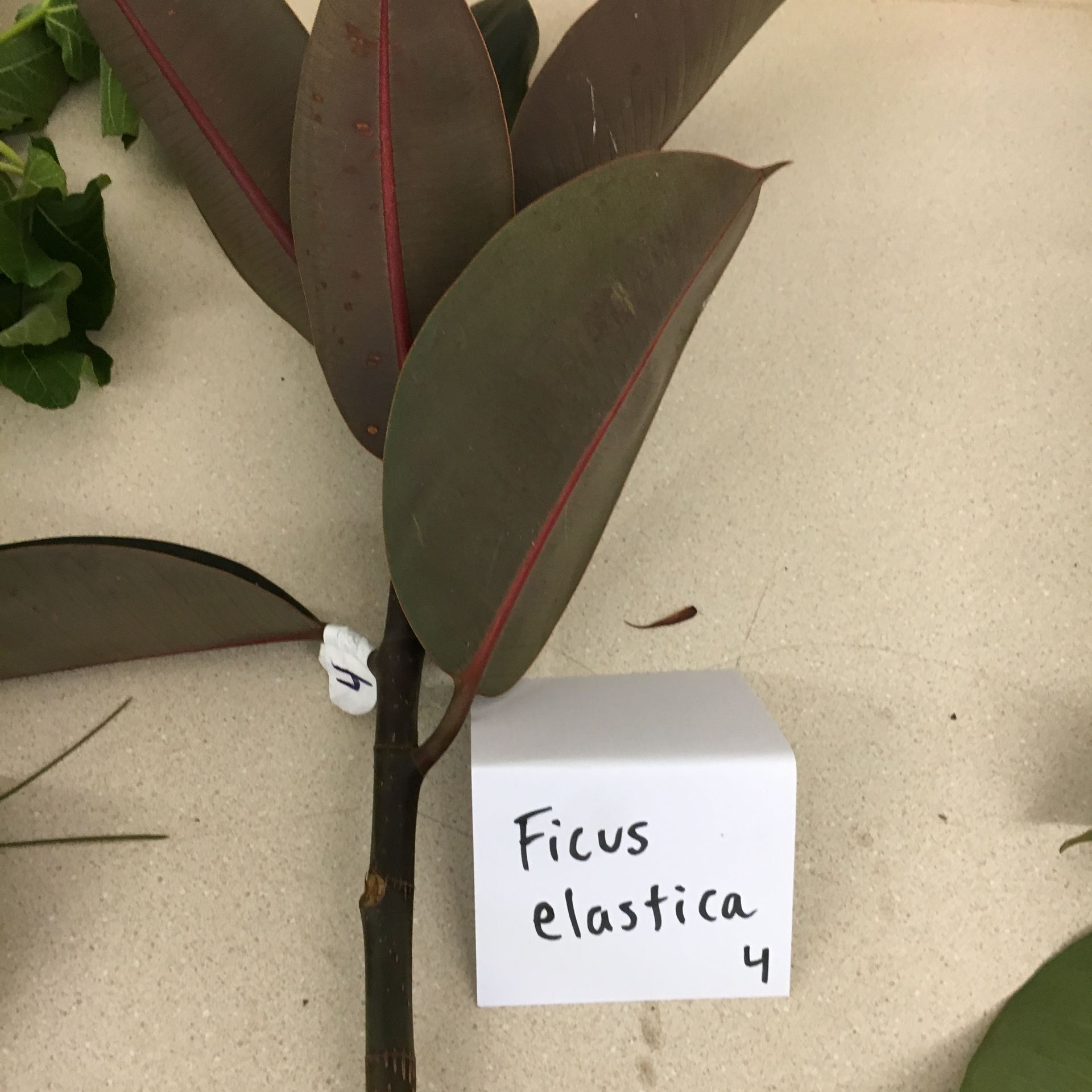 A plant with a sign that says ficus elastica 4